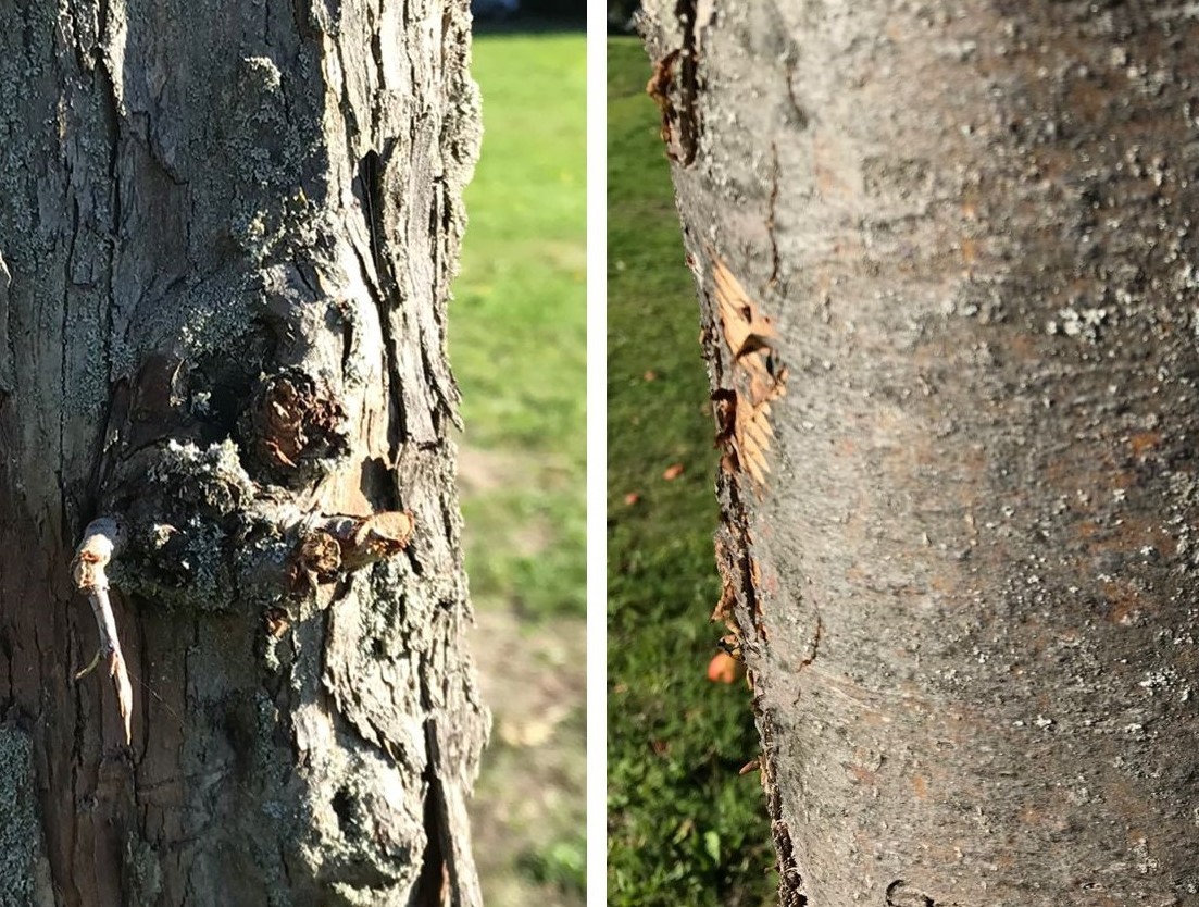 Neurodermitis-Kunstaktion #perspektivwechsel! – zwei Fotos eines Baums, dessen Rinde optische Makel aufweist, im Hintergrund grüne Wiese.