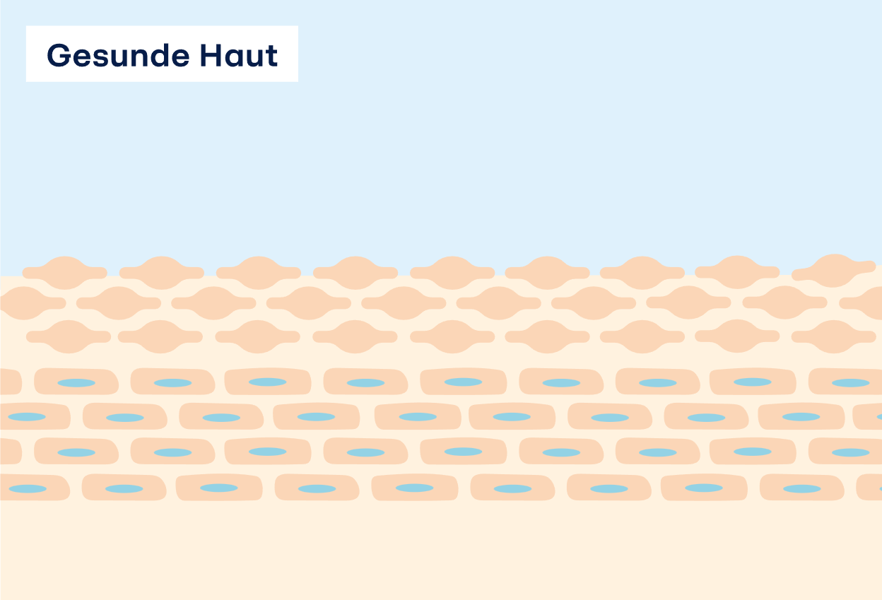 Auf dem Bild zur gesunden Haut sieht man eine Illustration eines Querschnitts der Haut – ähnlich zu einer Abbildung in einem Biologie-Schulbuch. 