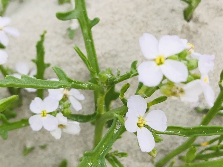 Neurodermitis-Kunstaktion #perspektivwechsel! – Grünpflanze mit weißen Blüten, die aus dem Sand wächst.